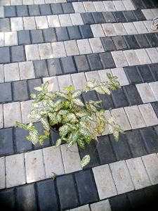 10 Live Root Plants
