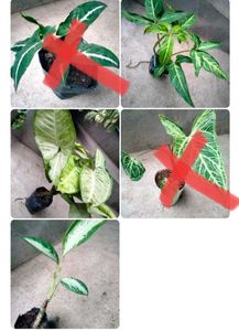 2 Snygonuims N 1 Aglonema Combo