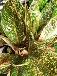 Variety Plants