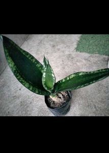6 Different Varieties Of Sansevierias Combo Offer