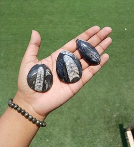 Orthoceras Kuber Stone For Financial Growth 💸💰