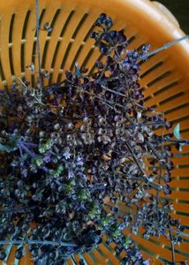 Shyama Tulsi seeds
