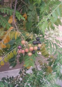 Curry Leaves (Meetha Neem) Seeds