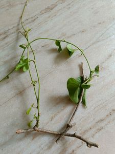 Ayurvedic Healthy Thippatheega Giloy Plant