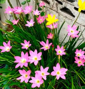 Multicolor Rain Lilly Bulb Pack Of  6 Piece