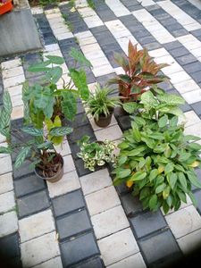 10 Live Root Plants