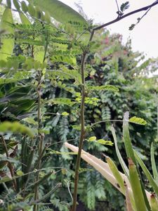 KEELANELLI SEEDS(see Below Leaves In Pictures)