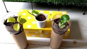 Three healthy saplings with roots, fixed price