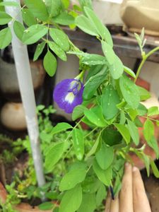 Blue Aprajita Plant