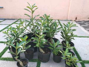 Live Plants (Rate: 150-350/-)