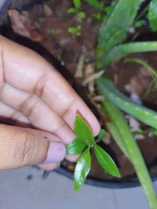 Jamun Plant