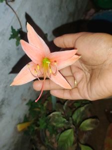 Amaryllis Bulb 1