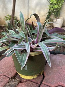 Plant Beautifull