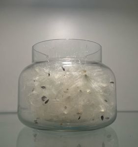 Mysterious Dandelions Jar