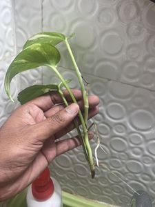 Money Plant