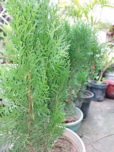 Morpankhi Plant (Pack Of 2)