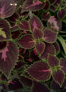 Coleus Plant