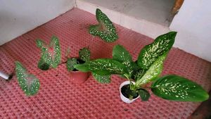 Set 2 Dieffenbchi &amp; Calcium Biclor Plants