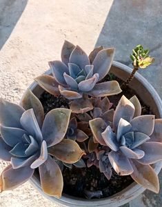 Combo Ghost Please And Burr&#39;s Tail Plant