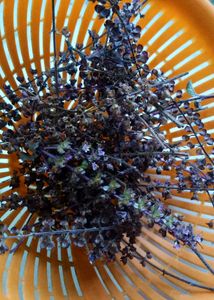 Shyama Tulsi seeds