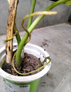 Assorted Expensive  plants offer