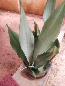 Moonshine Snake Plant With Root