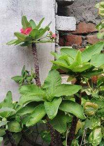Euphorbia Mili Plant