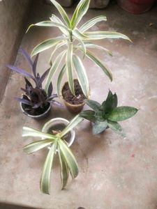 Combo Of 4 Type Mix Nd Match Showing Plant