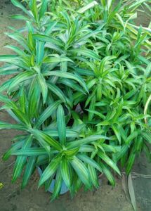 Tulsi And Song Of India Plant