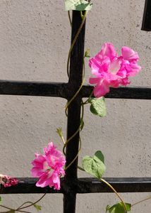 Seeds Of Morning Glory Flower