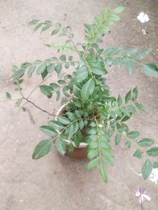 Curry Leaves Healthy Plant With Root