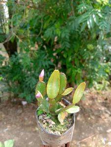 Zygo Or Christmas Cactus