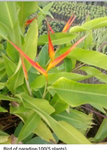 11 Plants In Offer Only Coins