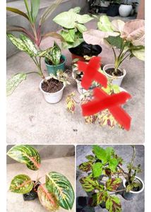Assorted Beautiful Leaves Combo Plants