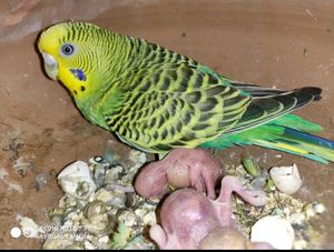 Bird Aviary Cage