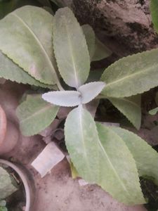 Healthy Kalnchoe Plant With Root