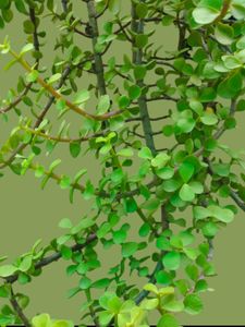 Dwarf Jade Plant
