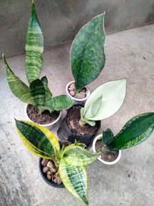 Assorted Sansevierias (5 Varieties)