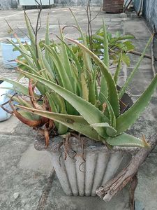 Aloe Vera Plant