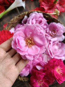 22 Steam Of Flowers 🌺🌹 combo