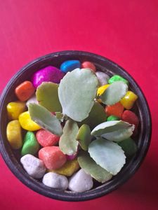 Adorable Potted Succulent with Colorful Stones