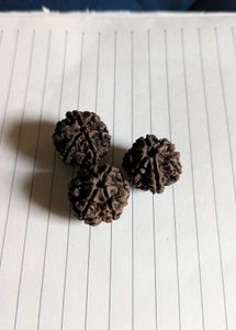 6 Mukhhi Rudraksh