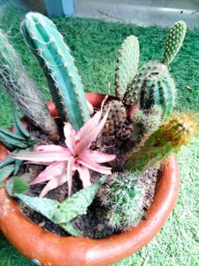 Cactus  Arrangement