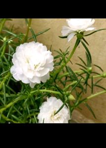 Pink...Red.. White...Moss Rose Plant