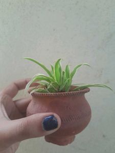 Real Spider Plant, Healthy Roots In Tiny Clay Pot