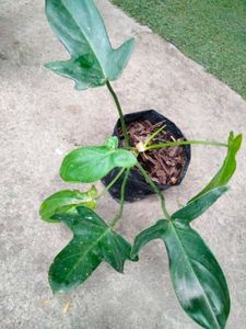 Philo, Pothos,Aglo N Begonia Combo Offer