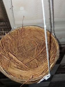 Bird nest selling grab items