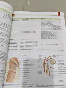 Human Anatomy Textbook - Volume 2, 6th Edition