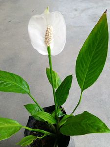 Peace Lily With Flowers