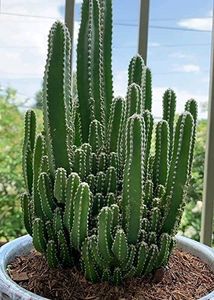 4️⃣ Fairy 🧚‍♀️  Castle 🏰  Cactus 🌵